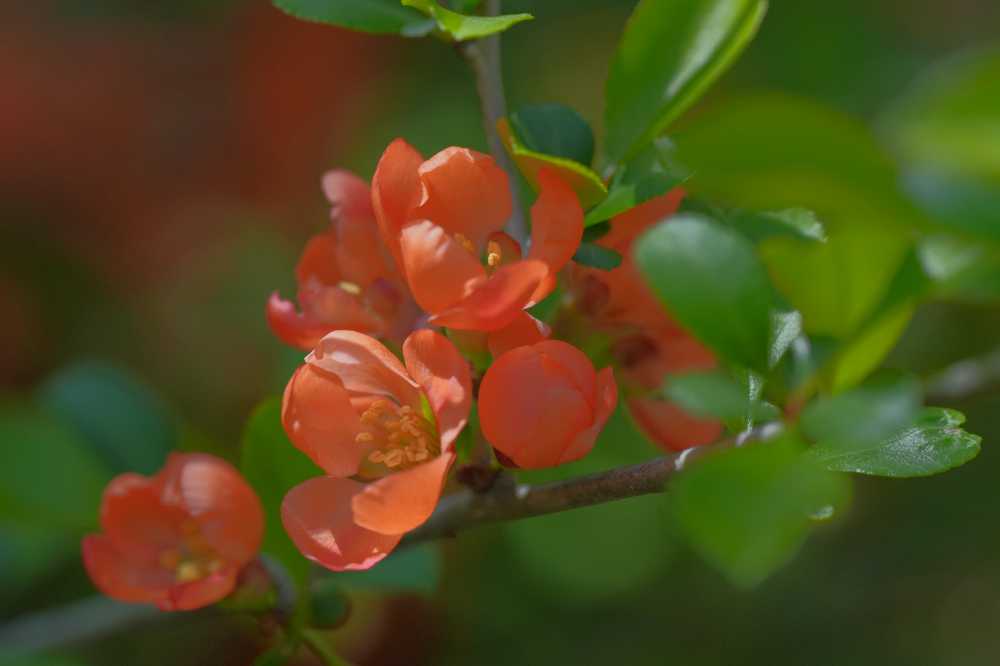 木瓜