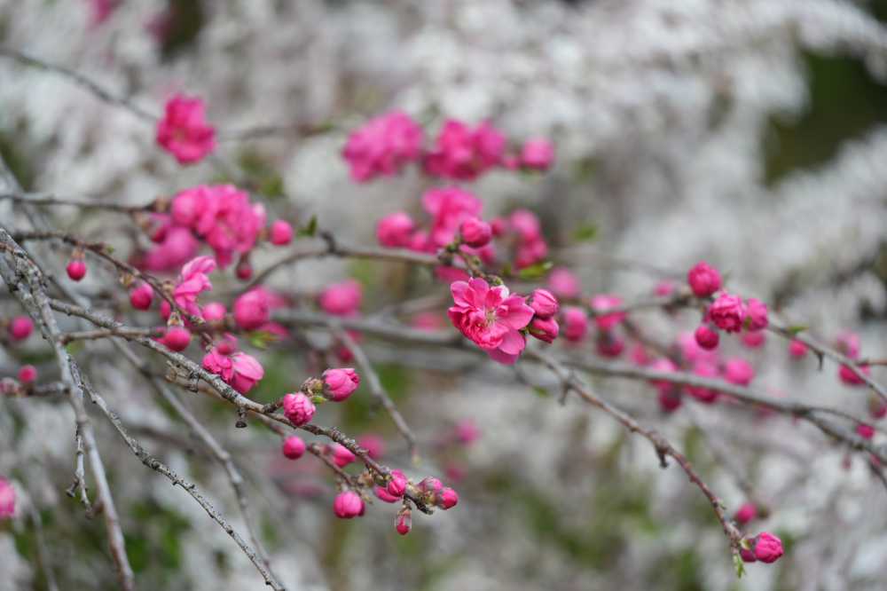 花桃